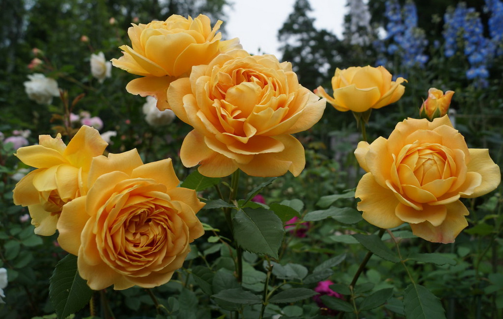 Роза английская `Golden Celebration` ®